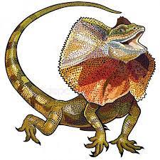 Frill Necked Lizard Lizard Tattoo Lizard Frilled Lizard