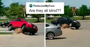 Welcome to ahseeit, ahseeit visual media network where people can view viral video, photos, memes and upload your viral things also, one of the best fun networks in the world. Someone Put Down A Huge Stone To Stop Curb Jumpers And Capture The Fools That Ignore It Bored Panda
