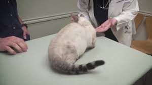 Austin vet care at central park, austin, tx. Welcome To Austin Vet Care Central Park Your Veterinarian In Austin Youtube