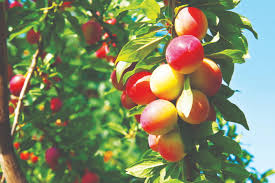 Tập Thơ Chọn Lọc (1) - Nhất Lang (Nguyễn Thành Sáng) - Page 17 Images?q=tbn:ANd9GcSLMn9CeJIaInVEapkOI2X6oPSMFJ6n4jzUGKn60wKyUvf3DpKd&s