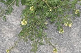 Image result for Erucastrum arabicum