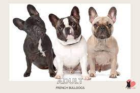 Sweet pea is one of the sweetest frenchies we have, she has a very laid back personality and is very affectionate; French Bulldog Growth Stages Size And Weight Chart