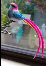 Tropical Bird With Hair On Head Pin By Cindy Dooley On Birds Beautiful Birds Birds Tropical Birds
