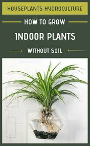 Houseplants Hydroculture How To Grow Indoor Plants Without Soil Hydroculture Indoor Plants No Soil Plants Grown In Water Plants Water Plants Indoor