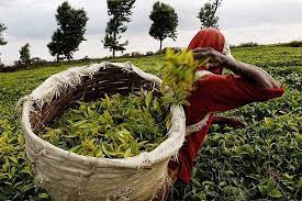 If you book with tripadvisor, you can cancel. Kenya Is The World S Largest Black Tea Exporter Yet Kenyan Tea Farmers Still Earn 0 15 Per Kilogram By Harriet Kariuki Medium