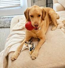 Bark Busters of Greater Atlanta North