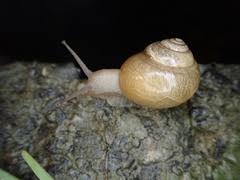 Get ready for the landing! è‡ºç£çš„è¸ç‰› Inaturalist