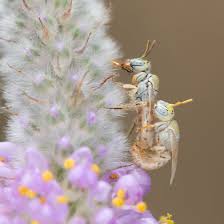 Image result for Isoglossa perdita