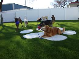 Pin By Easyturf Flordia Artificial On Pets Pet Care Facilities Indoor Dog Park Dog Hotel Dog Playground