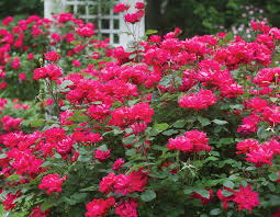When a rose fades after it blooms and dies this is called a deadhead bloom. Double Knock Out Star Roses And Plants