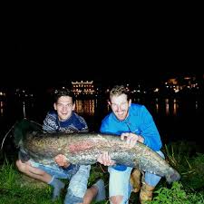 De meerval kan in onze wateren meer dan twee meter worden en daarbij en gewicht bereiken van ongeveer 75 kilo. Hengelvrienden Vangen Anderhalvemeter Meerval In Ijssel Ik Kon M Amper Tillen Kampen Destentor Nl