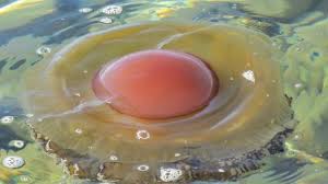 Check spelling or type a new query. Sunny Side Up The Fried Egg Jellyfish Marine Madness