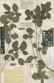 Image result for Rhynchosia congensis