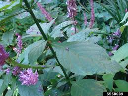Image result for Odontonema callistachyum