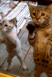 Epingle Sur Les Chats