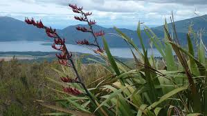 Colensoi is endemic to new zea. Harakeke Flax