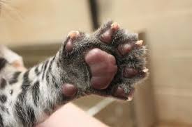 Tulsa Zoo Baby Jaguar Paw Tulsa Zoo Zoo Babies Baby Jaguar