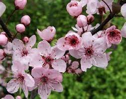 How Taiwan S National Flower Inspired A New Way Of Eating Plum Blossom Flowers Blossom Trees