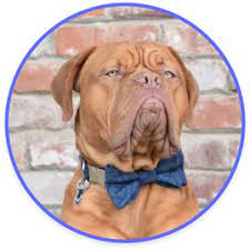 Maybe you would like to learn more about one of these? Puppy Name Generator