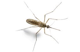 Since 1952, pest control services from redd pest solutions has protected families like yours by providing professional pest control, exterminating, and termite inspections in gulfport mississippi. Redd Pest Control Control Roaches Ants Bedbugs Rats Mice Fleas Ticks Mosquitos And Termites In Monroe Ruston Louisiana