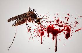 Bagaimana penyakit berjangkit daripada nyamuk merebak. Tips Mudah Sembuh Dari Demam Denggi