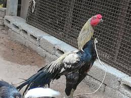 Prank calls by rj naved are legendary, and now you can get full access to them through this app. Asil Murga Shefalitayal