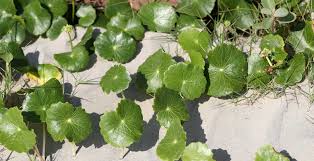 Image result for Hydrocotyle bonariensis