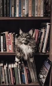 Kedi Mektuplari Uzerine Karakoy Mono