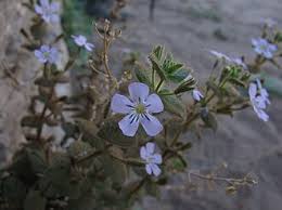 Image result for Jamesbrittenia burkeana