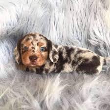 Pin On Animal Pix