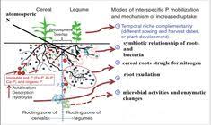 Journals On Biomedical Imaging Bjstr Journal Nitrogen Fixation Soil Activities Soil Improvement