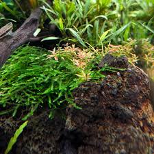 Image result for Rotala mexicana