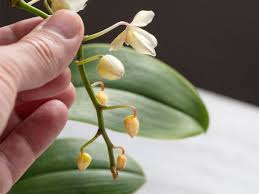 Make sure to use elastic warmers so your earbuds will be carefully held in place no matter how much you move. Why Are Orchid Flowers Falling Off 5 Common Reasons Plant Index