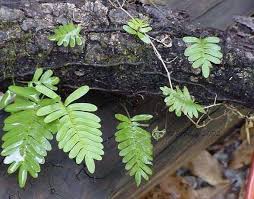 Image result for Pleopeltis polypodioides