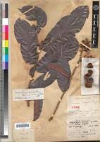 Image result for Magnistipula sapinii