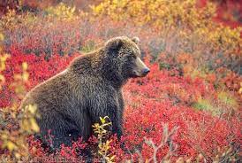 Female Grizzly Bear In Autumn Blueberry Patch In Denali National Park Alaska Grizzly Bear Bear Teddy Bear Cartoon