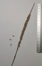 Image result for Cenchrus caudatus