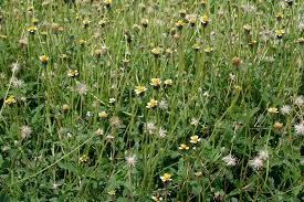 Image result for Tridax