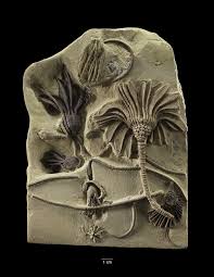 Image result for Dignathia gracilis