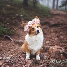 Corgi Flower Crowns Cute Corgi Corgi Corgi Dog