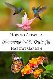 They are a native to india and love warm to hot weather and can't tolerate more. How To Attract Hummingbirds And Butterflies To Your Garden Habitat Garden Butterfly Habitat Hummingbird Plants