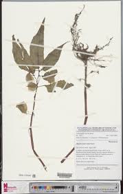 Image result for Begonia macrocarpa