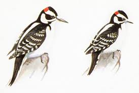 how to tell a hairy woodpecker from a downy woodpecker audubon