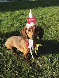 Dog Party Hat Pollyanna S Sausage Fest Hot Diggity Dog Birthday Party Poochpawty Dog Party Dog Puppy Party Puppy Party