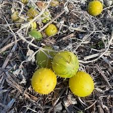 Image result for Cucumis myriocarpus