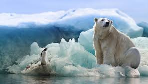 L Adattamento Degli Animali All Ambiente Maestralu