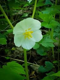 Maybe you would like to learn more about one of these? Wild Flower Heaven Chasingperi