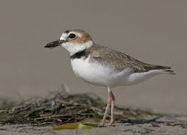 Birds That Start With A P Wilson S Plover Pet Birds Beautiful Birds Different Birds