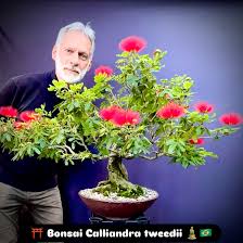 Image result for Calliandra tweedii