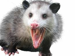 Possum Transparent Free Possum Transparent Png Transparent Images 49555 Pngio So, … do you prefer possum or opossum?'' possum transparent free possum